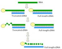 Full Length cDNA Library image 1